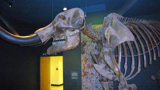 Mammut americanum (Kerr)