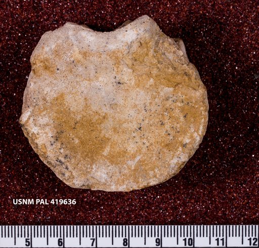 Picroclidus sp