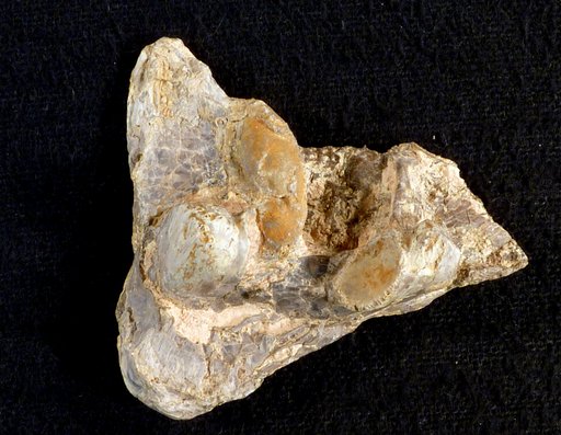 Pteranodon sp
