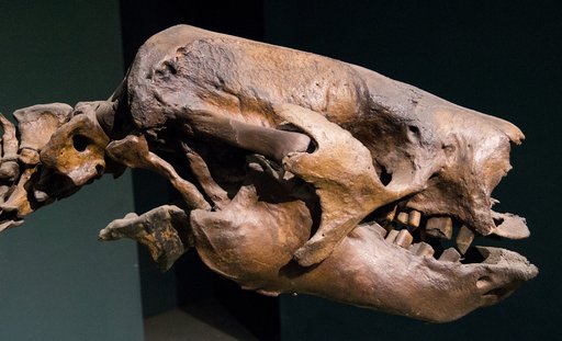 Paramylodon harlani