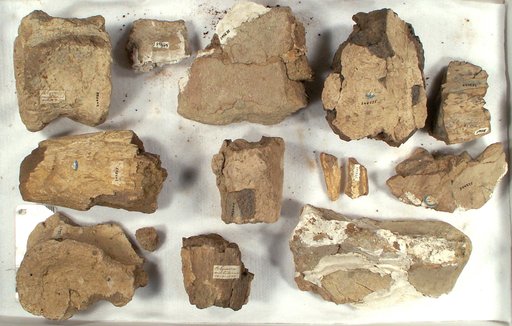 Polyonax mortuarius Cope, 1874