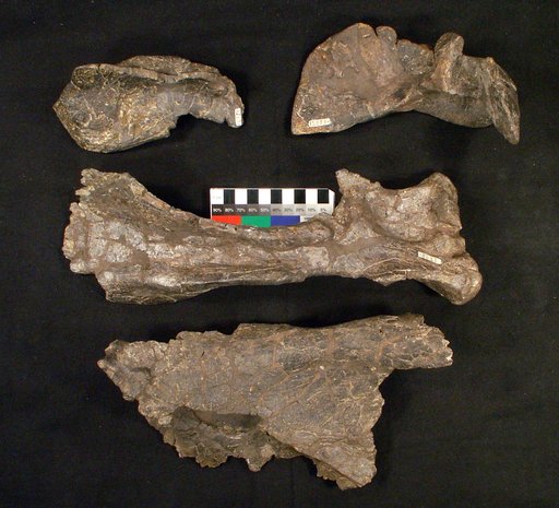 Arrhinoceratops ? utahensis Gilmore, 1946
