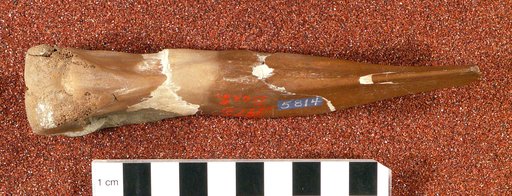 Ornithomimus tenuis Marsh, 1890