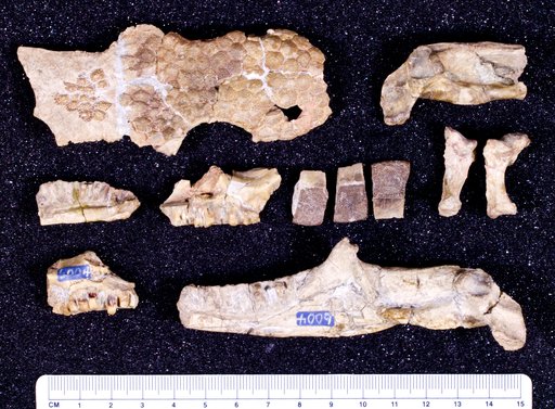 Glyptosaurus hillsi Gilmore, 1928