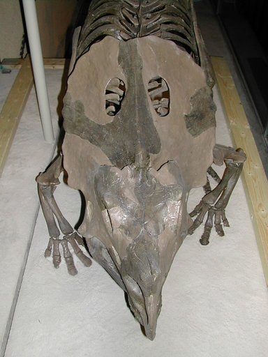 Brachyceratops montanensis Gilmore, 1914