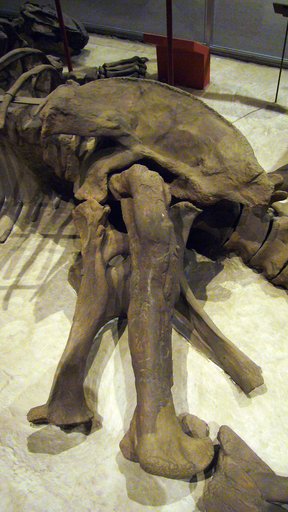 Camarasaurus lentus Marsh, 1889