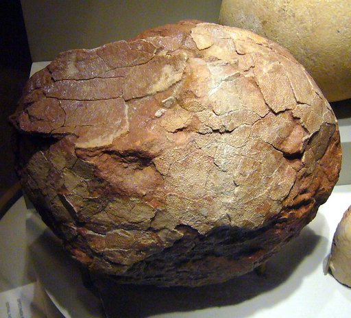 Hypselosaurus sp