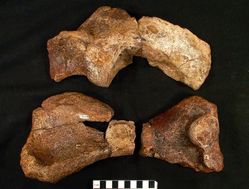Texasetes pleurohalio Coombs, 1995