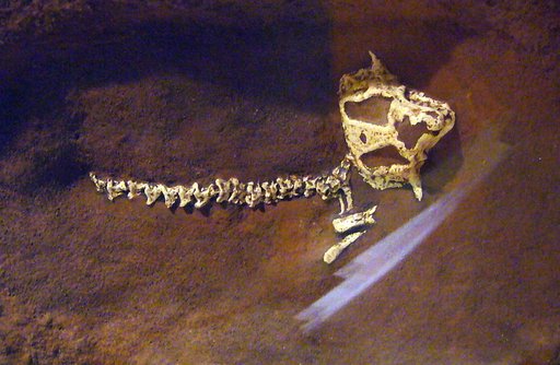 Hypsognathus fenneri Gilmore, 1928