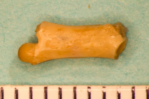 Iquanavus exilis Marsh, 1872
