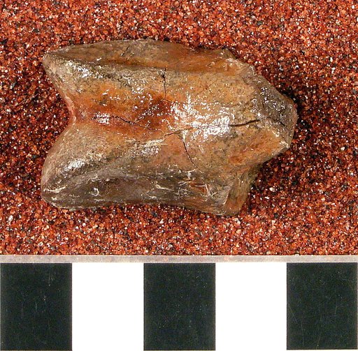 Ornithomimus affinis Gilmore, 1920