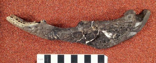 Crocodilus polyodon Cope, 1873