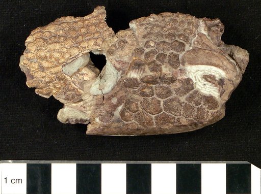 Glyptosaurus donohoei White, 1952