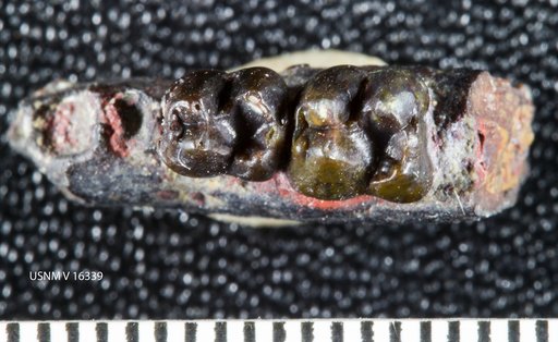 Ellipsodon ? sternbergi Gazin