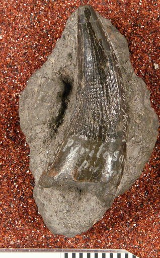 Piratosaurus plicatus Leidy, 1865