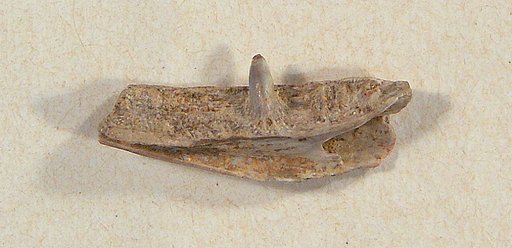 Parasaniwa obtusa Gilmore, 1928