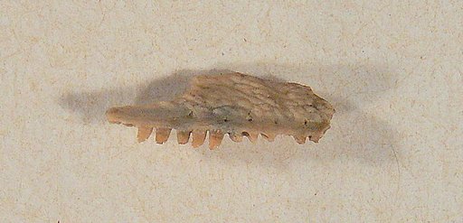 Exostinus ? lancensis Gilmore, 1928