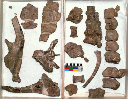 Camptosaurus depressus Gilmore, 1909