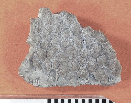 Glyptosaurus rugosus Marsh, 1872