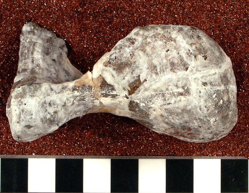 Ornithomimus affinis Gilmore, 1920