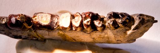 Choeroclaenus turgidunculus (Cope)