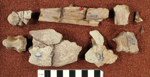 Crocodilus (Ichthyosuchus) subulatus Cope