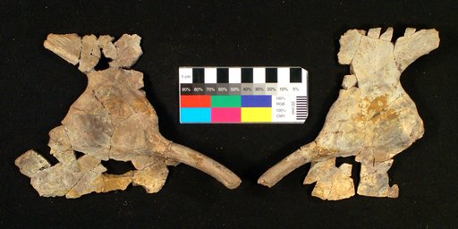 Ctenorhachis jacksoni Hook & Hotton, 1991