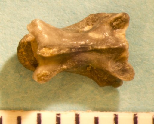 Oreosaurus lentus Marsh, 1872