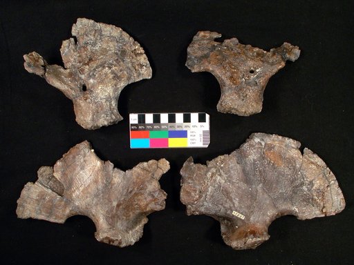 Plioplatecarpus primaevus Russell, 1967