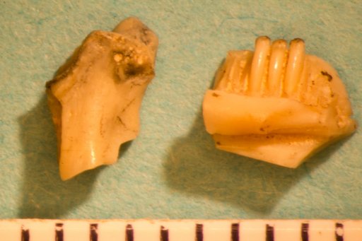 Oreosaurus microdus Marsh, 1872