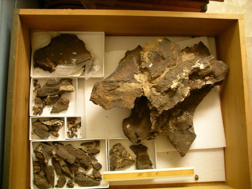 cf. Brachiosaurus sp