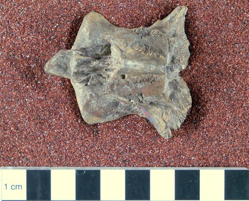 Clidastes affinis Leidy, 1873