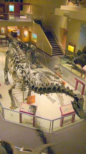 Diplodocus hallorum (Gillette, 1991)