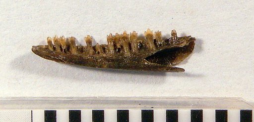 Leiocephalus etheridgei Pregill, 1981