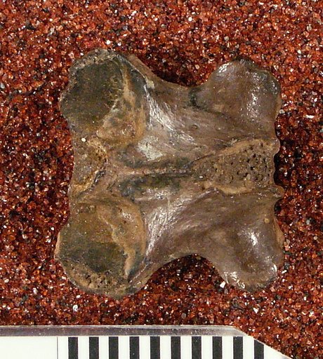 Palaeosaniwa canadensis Gilmore, 1928