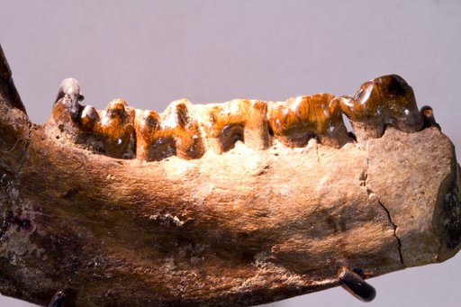 Hemithlaeus kowalevskianus Cope