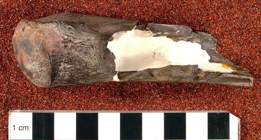 Ornithomimus affinis Gilmore, 1920