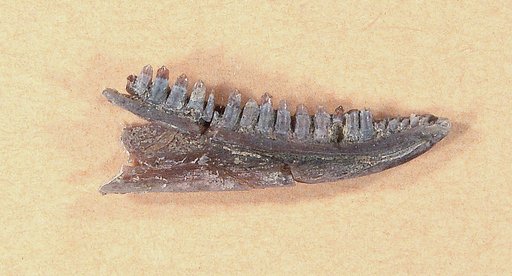 Chamops denticulatus Gilmore, 1928
