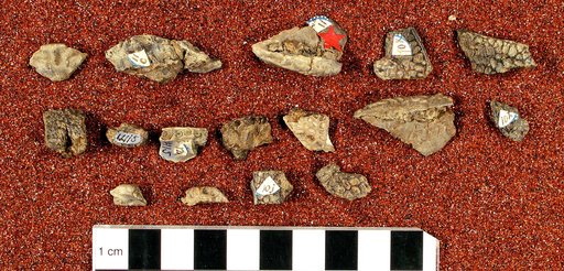 Crocodilus heterodon (Cope, 1873)