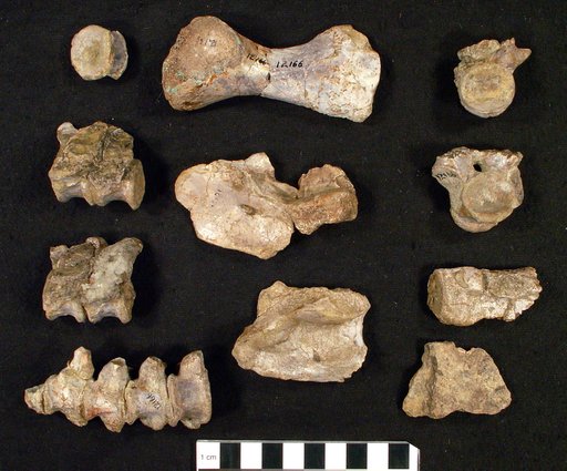 Limnosceloides dunkardensis Romer in Moran & Romer, 1952