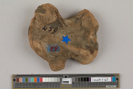 Clidastes affinis Leidy, 1873