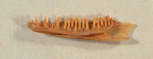 Leiocephalus anonymus Pregill, 1992