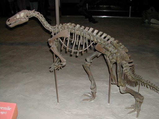 Camptosaurus nanus Marsh, 1894