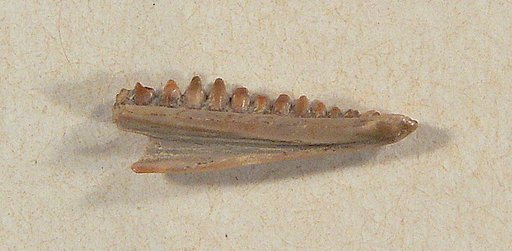 Lanceosaurus hatcheri Gilmore, 1928