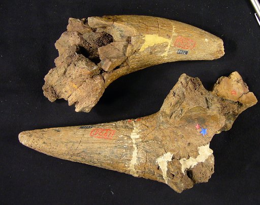 Ceratops montanus Marsh, 1888