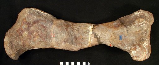 Hoplitosaurus marshi (Lucas, 1902)
