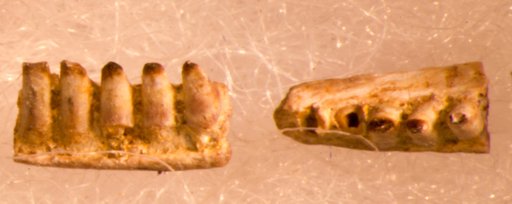 Prionosaurus regularis Gilmore, 1928