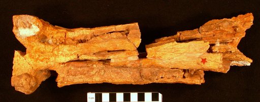 Heterodontosuchus ganei Lucas, 1898