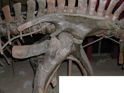 Camptosaurus browni Gilmore, 1909