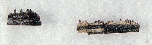 Cteniogenys antiquus Gilmore, 1928